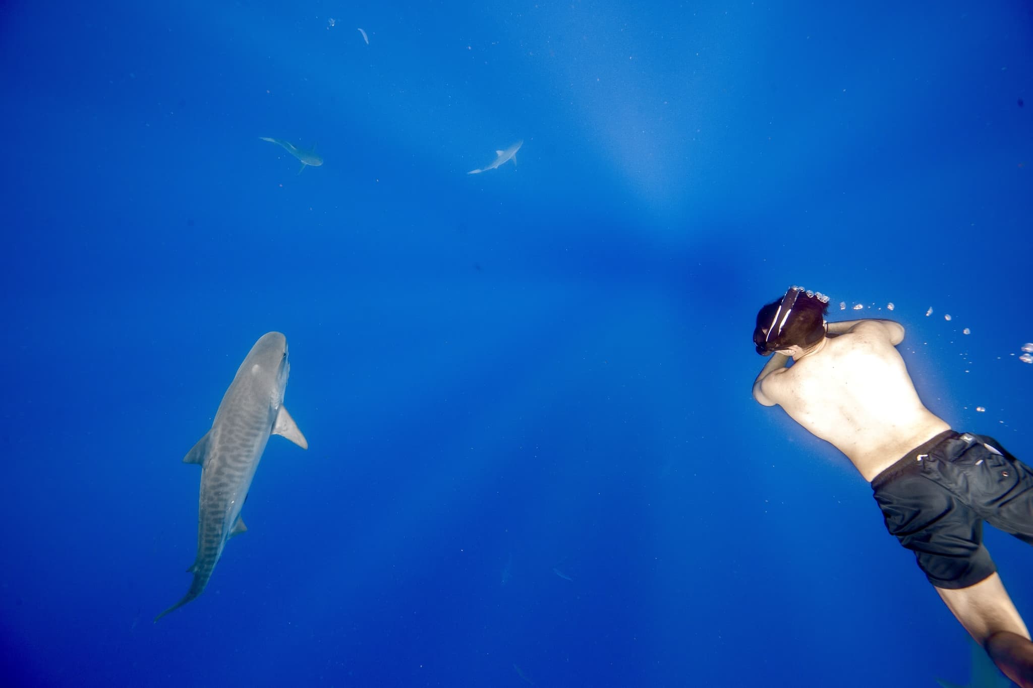 Shark Tank